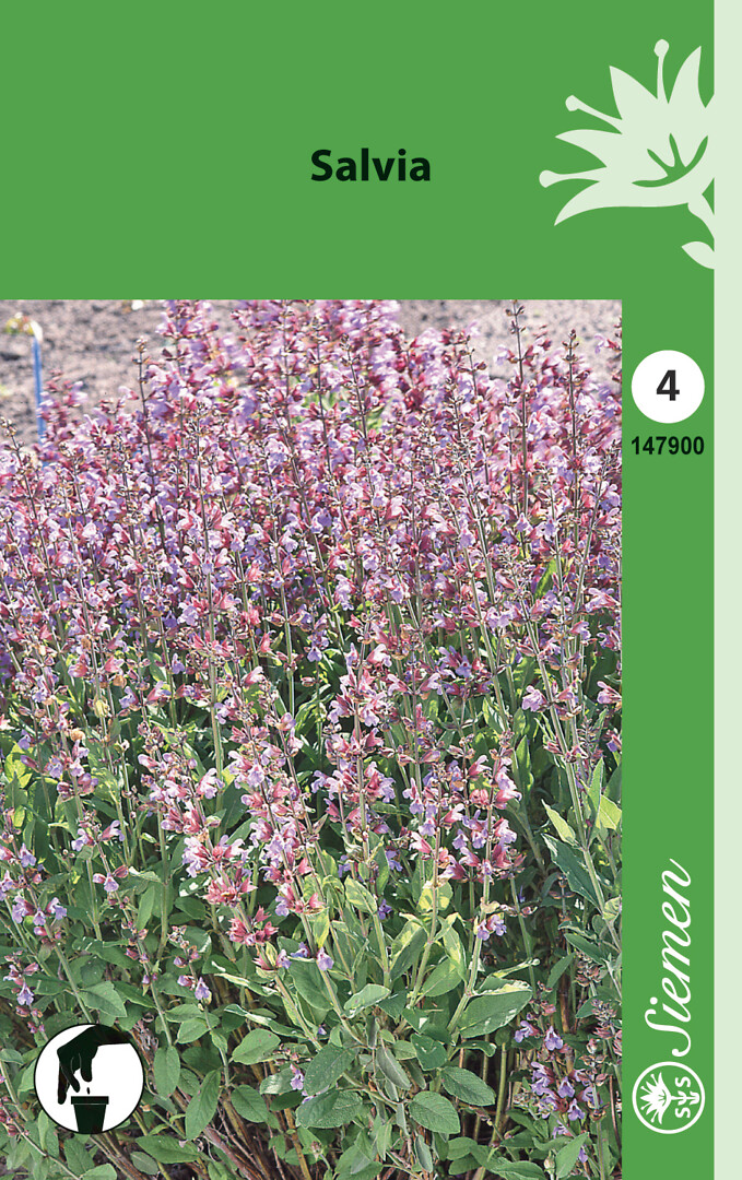 Salvia