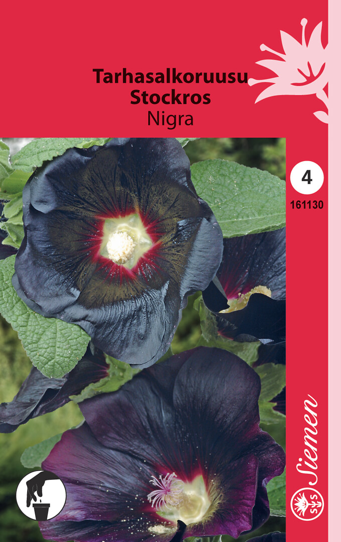 Tarhasalkoruusu Nigra