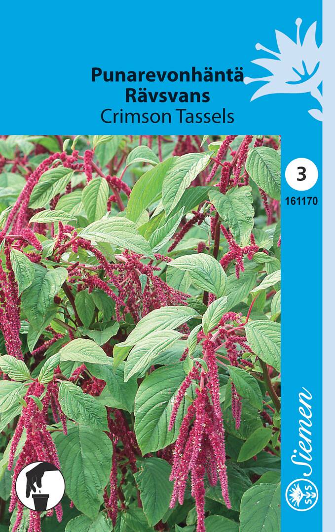 Punarevonhäntä Crimson Tassels