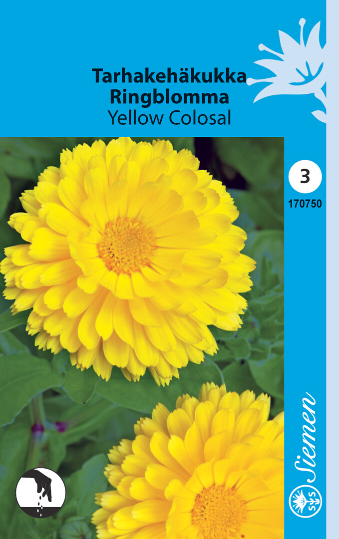 Tarhakehäkukka Yellow Colosal