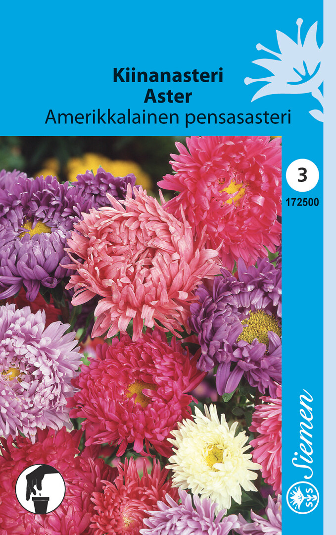 Kiinanasteri amerikkalainen pensasasteri sekoite