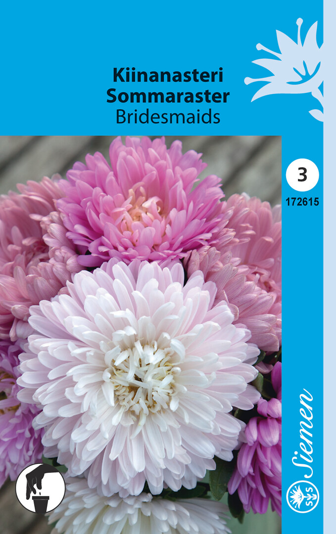Kiinanasteri Bridesmaids