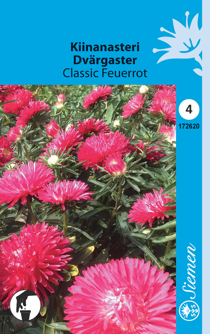 Kiinanasteri Classic Feuerrot