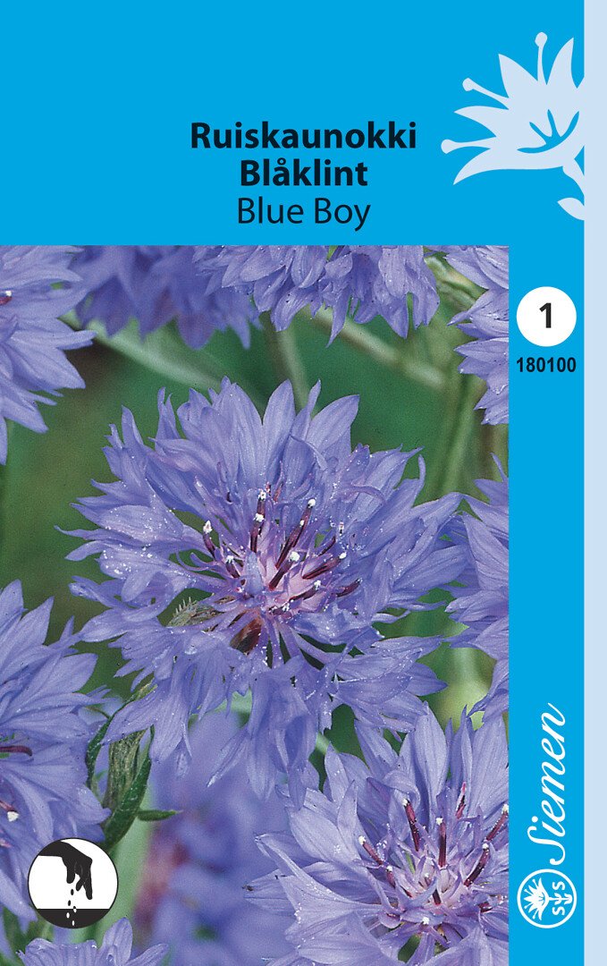 Ruiskaunokki Blue Boy