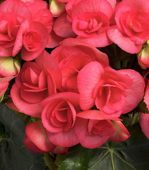 Begonia elatior Dark Netja