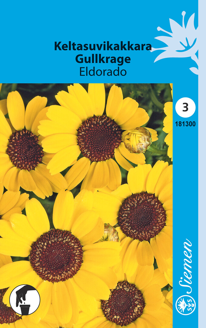 Keltasuvikakkara Eldorado