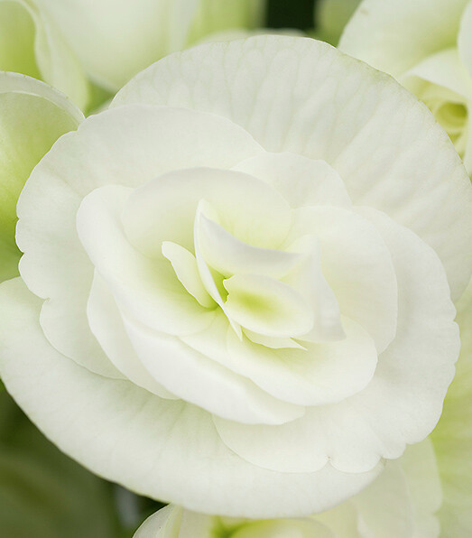 Begonia elatior White Netja