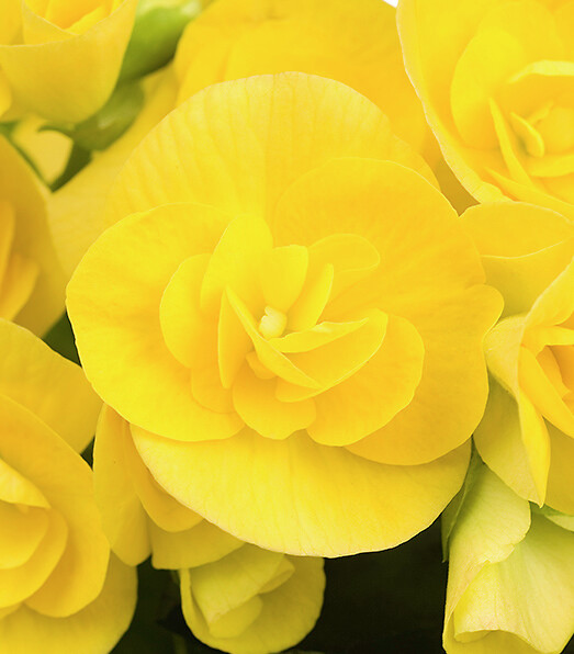 Begonia elatior Blitz