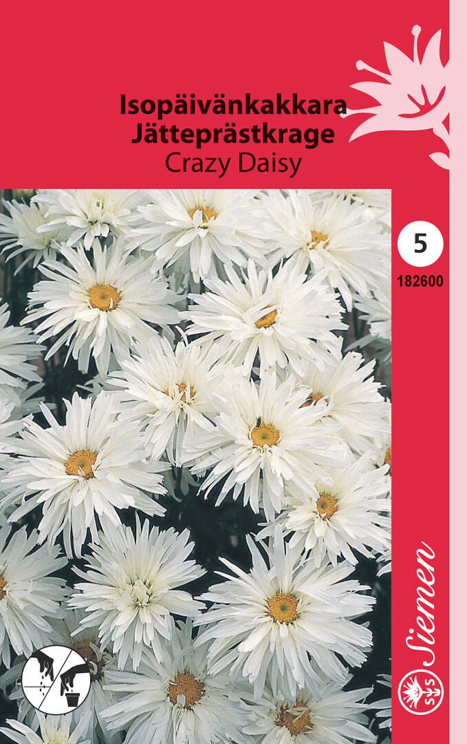 Isopäivänkakkara Crazy Daisy