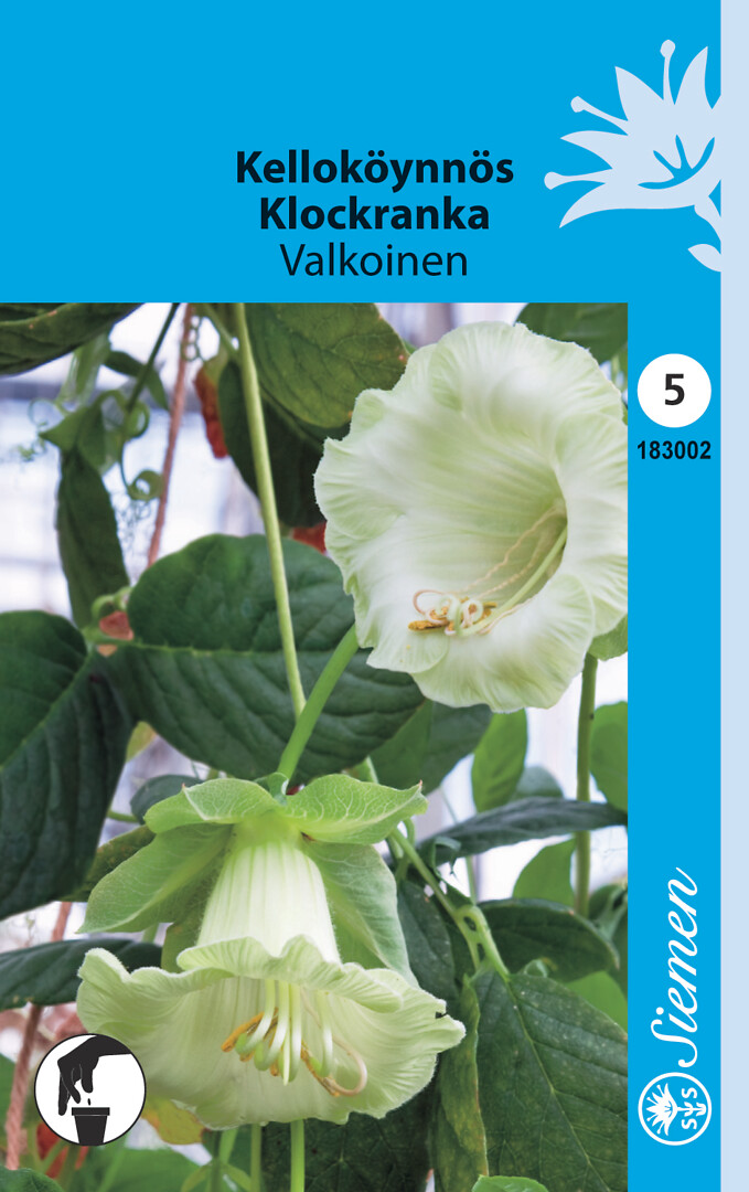 Kelloköynnös valkoinen