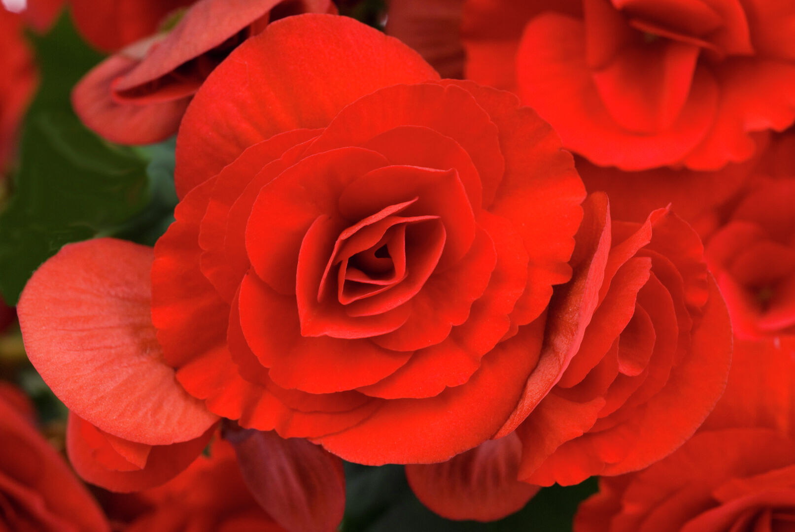 Begonia elatior Berseba Red®