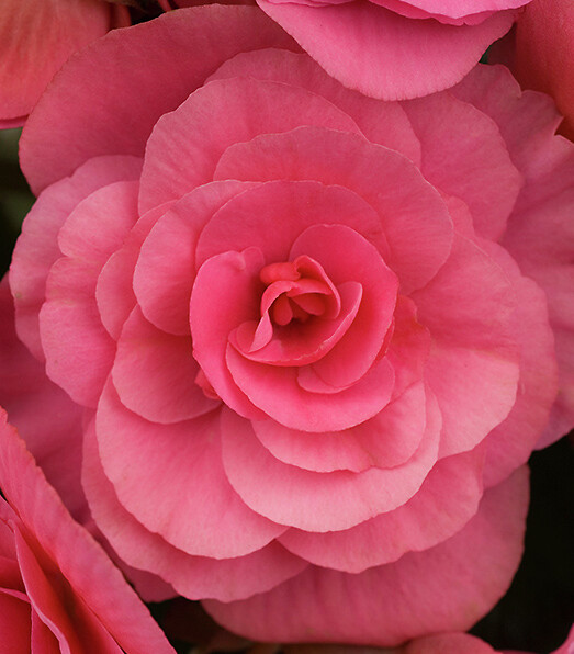 Begonia elatior Berseba ®