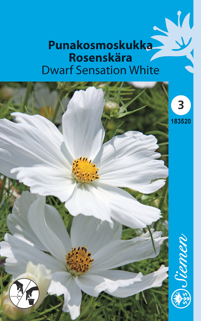 Punakosmos Dwarf Sensation White