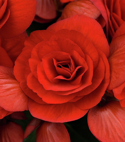 Begonia elatior Baladin®
