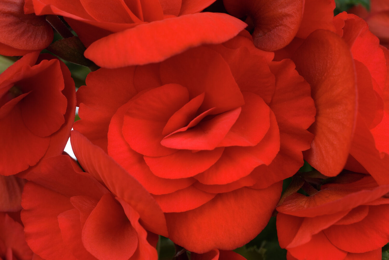 Begonia elatior Barkos®