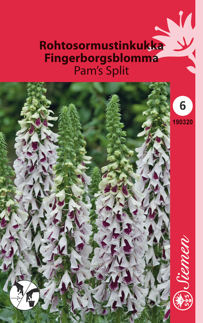 Rohtosormustinkukka Pam's Split