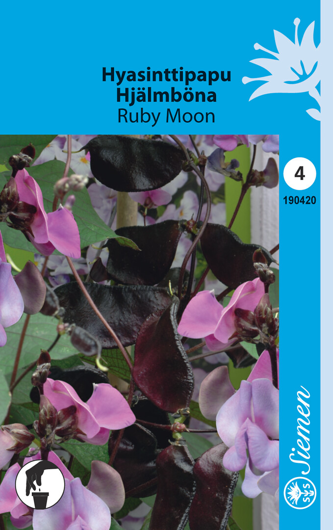 Hyasinttipapu Ruby Moon