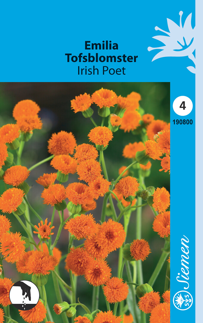 Emilia Irish Poet