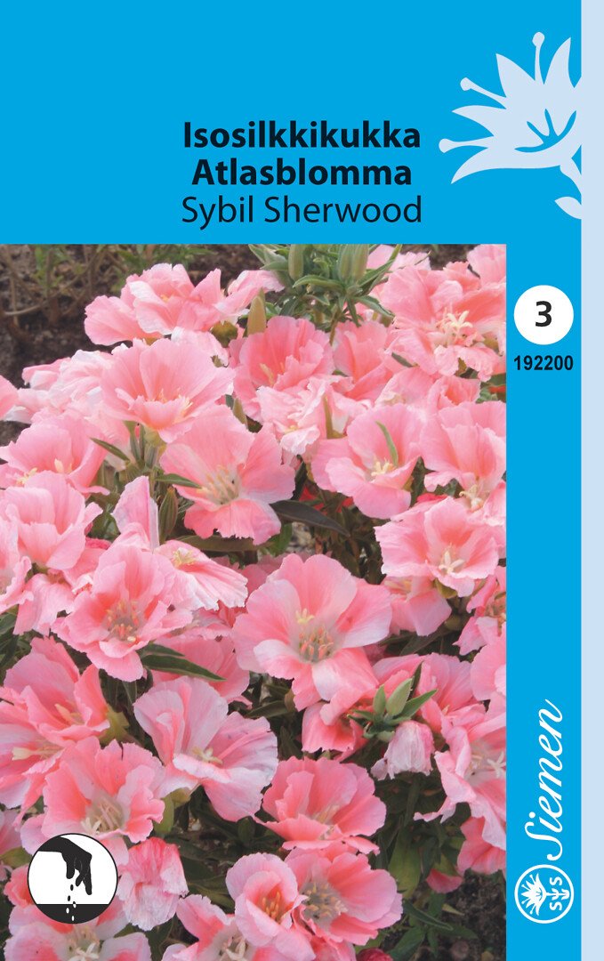 Isosilkkikukka Sybil Sherwood