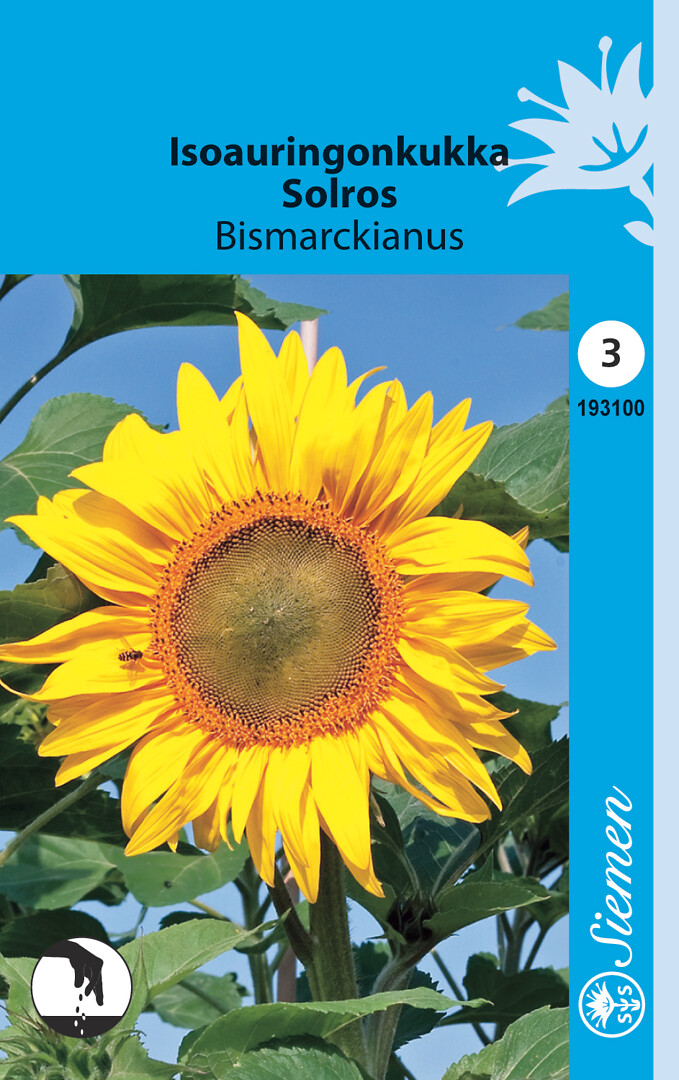 Isoauringonkukka Bismarckianus