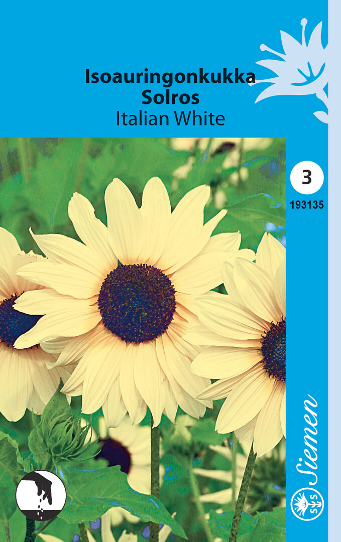 Isoauringonkukka Italian White