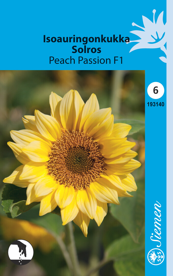 Isoauringonkukka Peach Passion F1