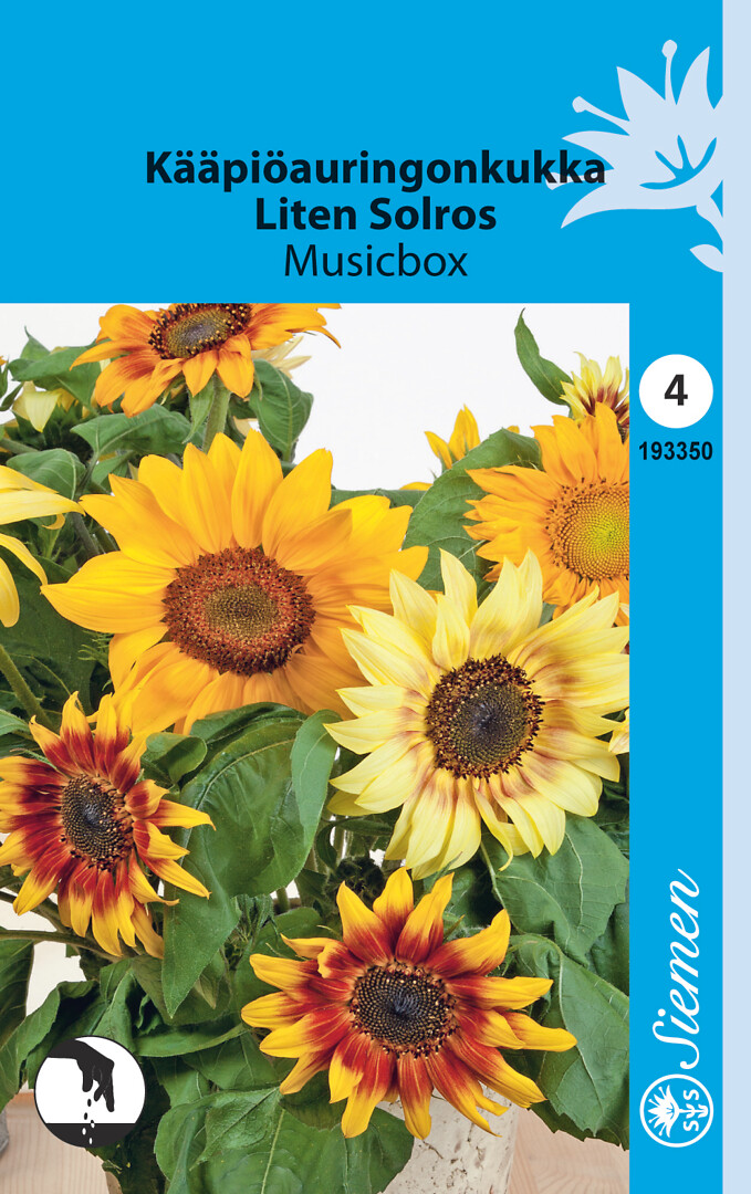 Kääpiöauringonkukka Musicbox