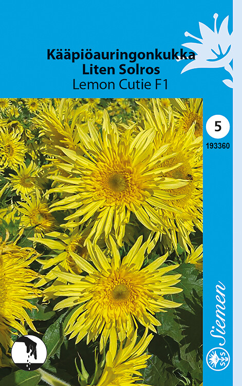 Kääpiöauringonkukka Lemon Cutie F1