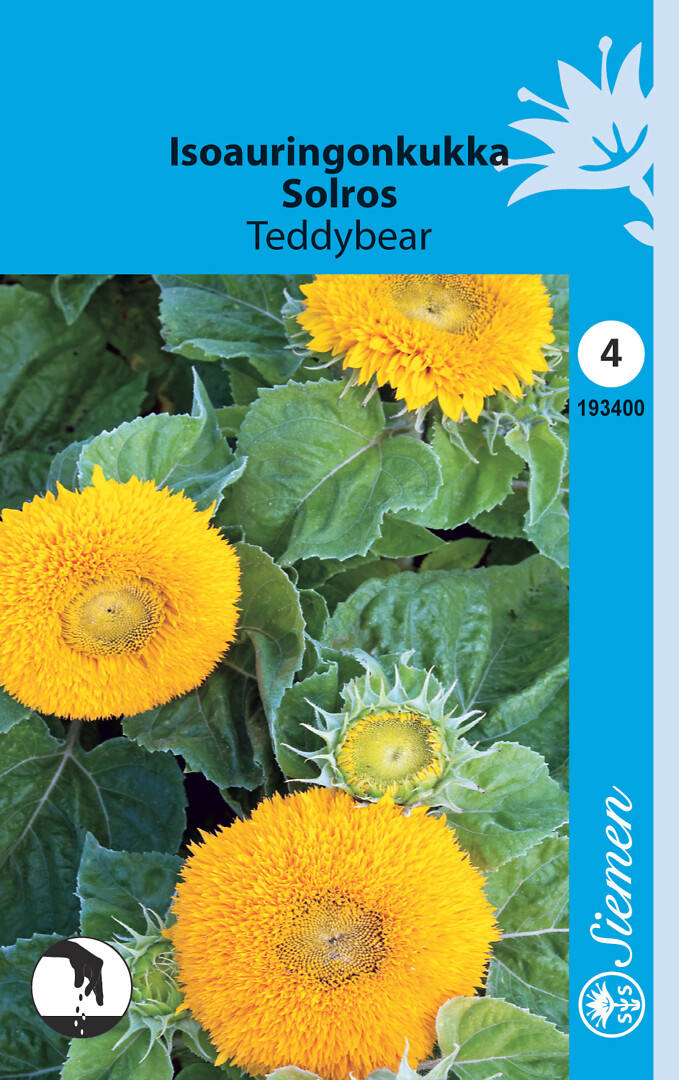 Isoauringonkukka Teddybear