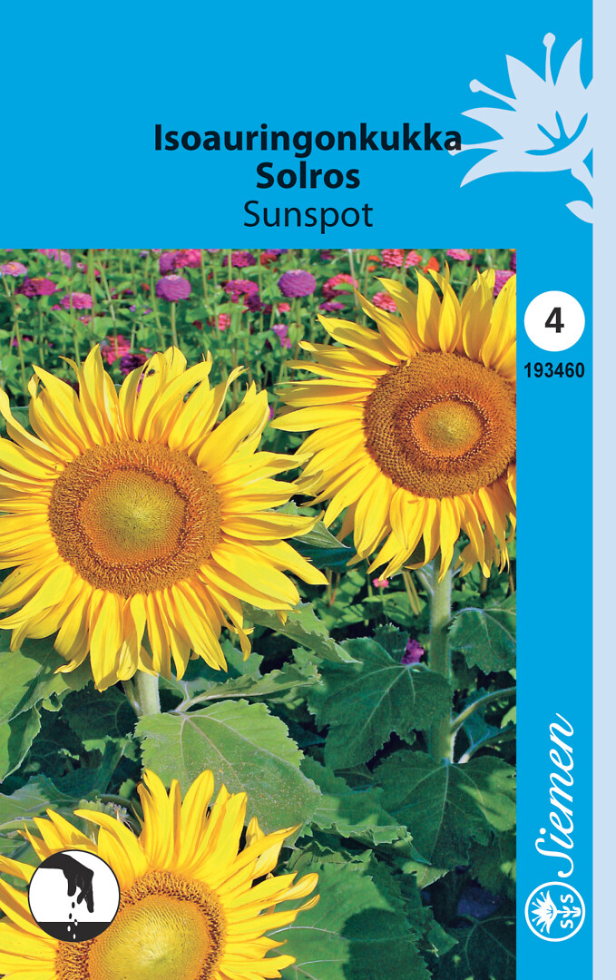 Isoauringonkukka Sunspot