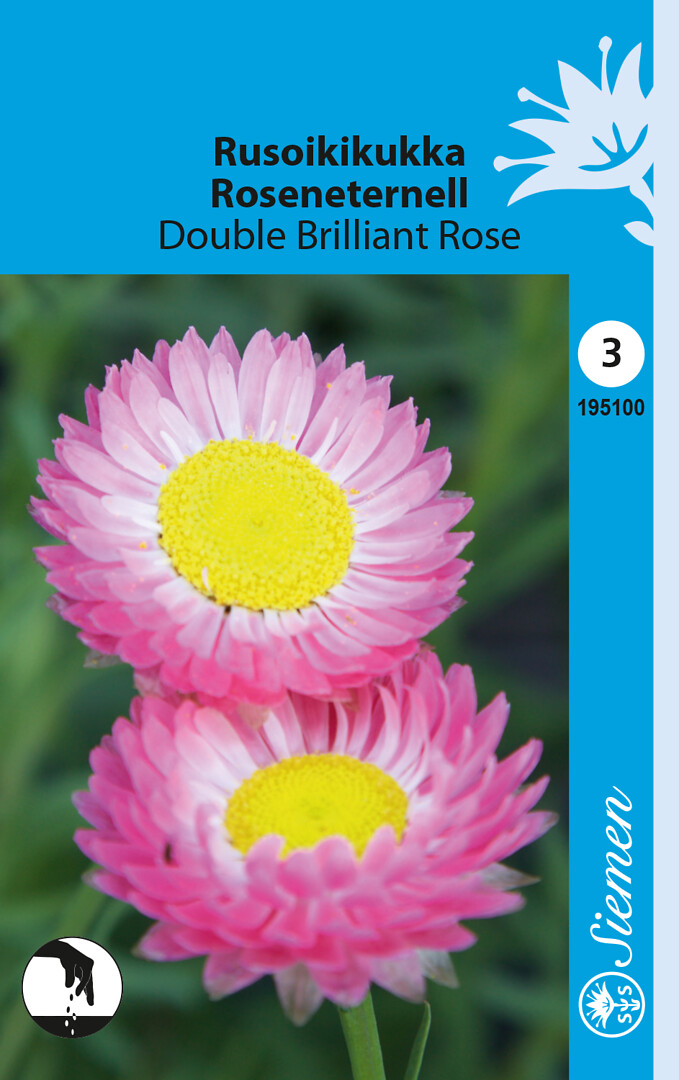 Rusoikikukka Double Brilliant Rose