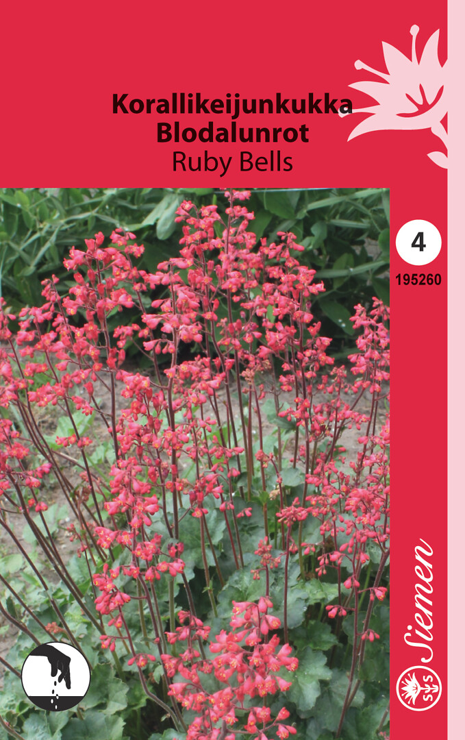 Korallikeijunkukka Ruby Bells