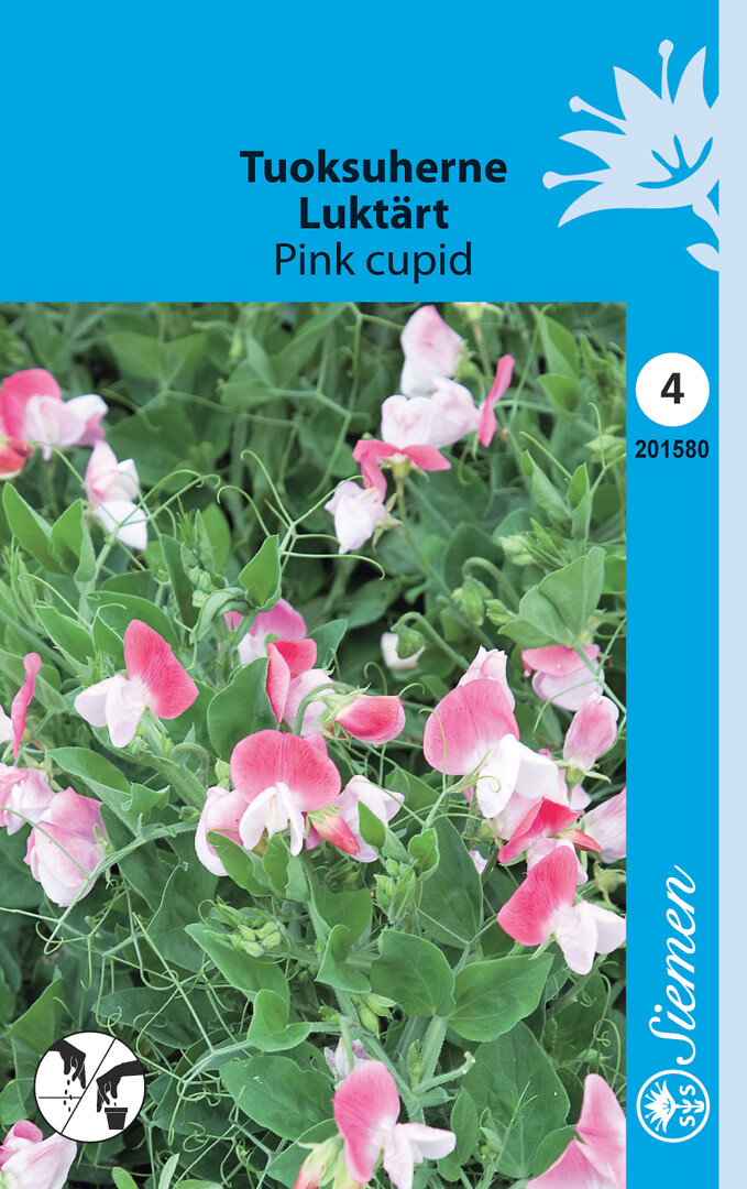Tuoksuherne Pink Cupid
