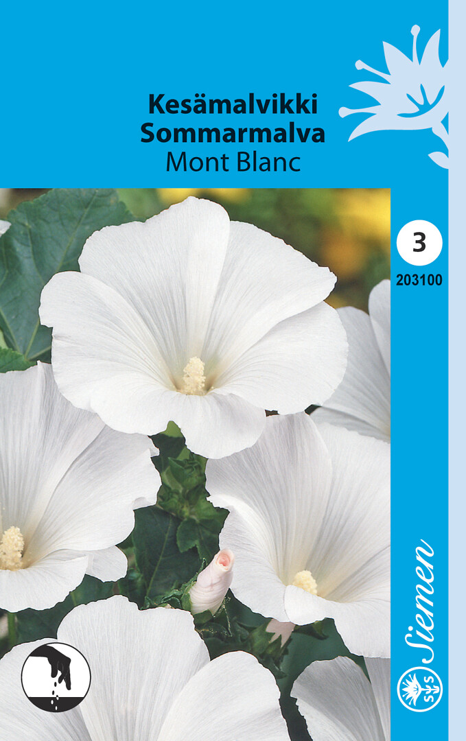 Kesämalvikki Mont Blanc