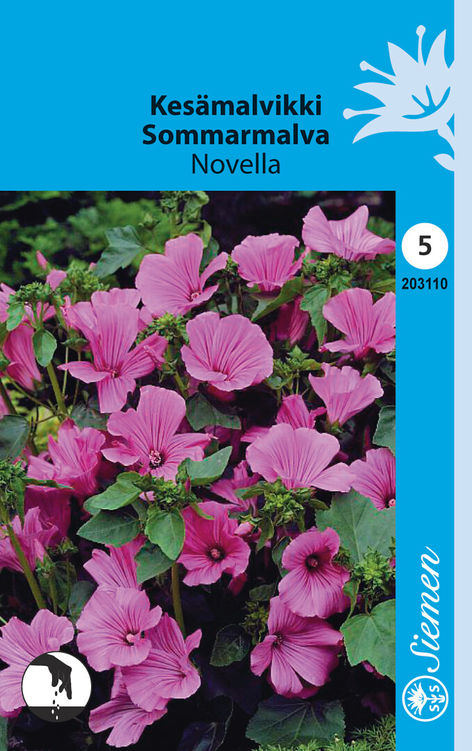 Kesämalvikki Novella