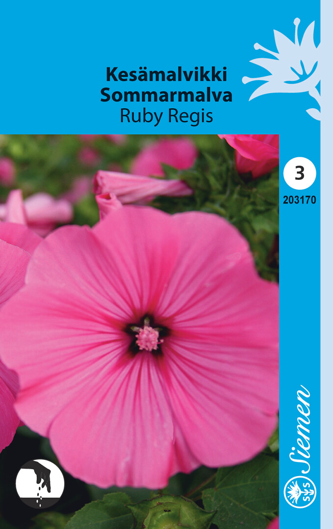 Kesämalvikki Ruby Regis