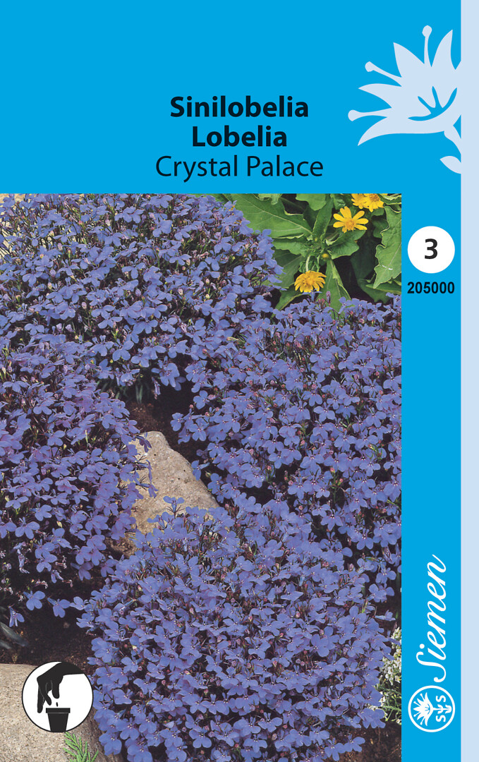 Sinilobelia Crystal Palace
