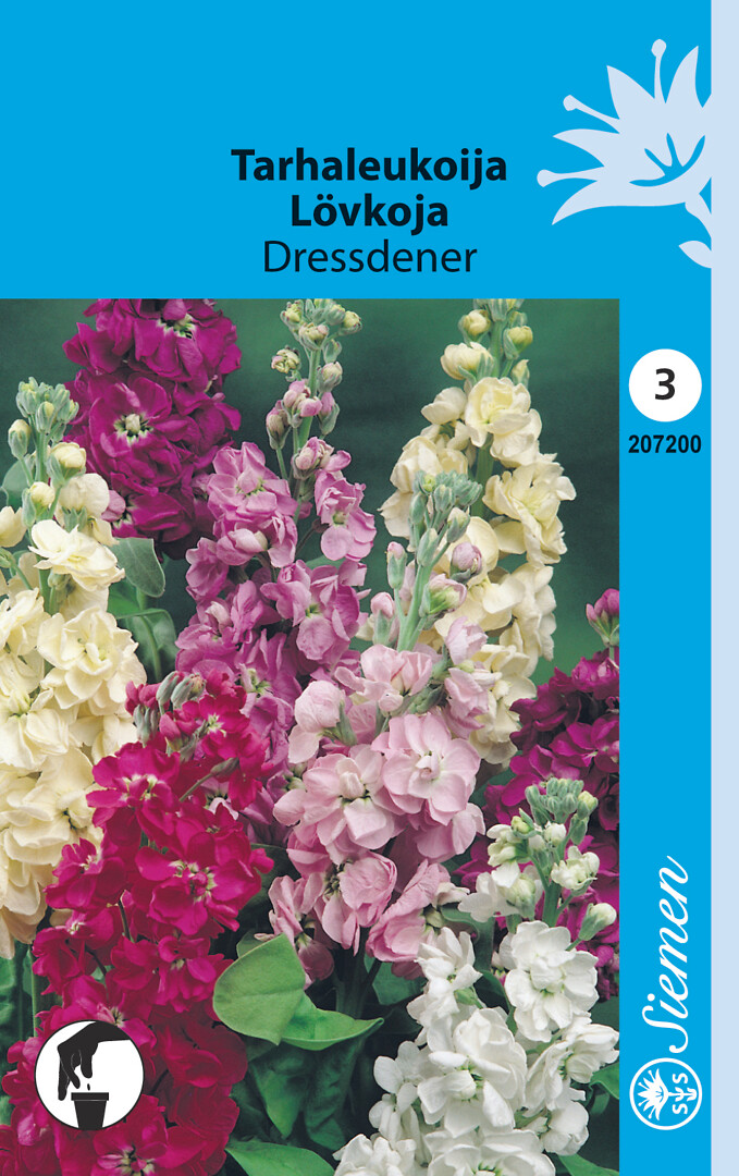 Tarhaleukoija Dressdener