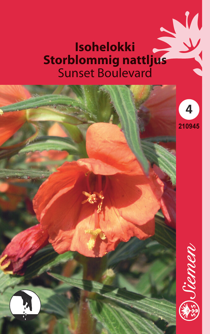 Isohelokki Sunset Boulevard