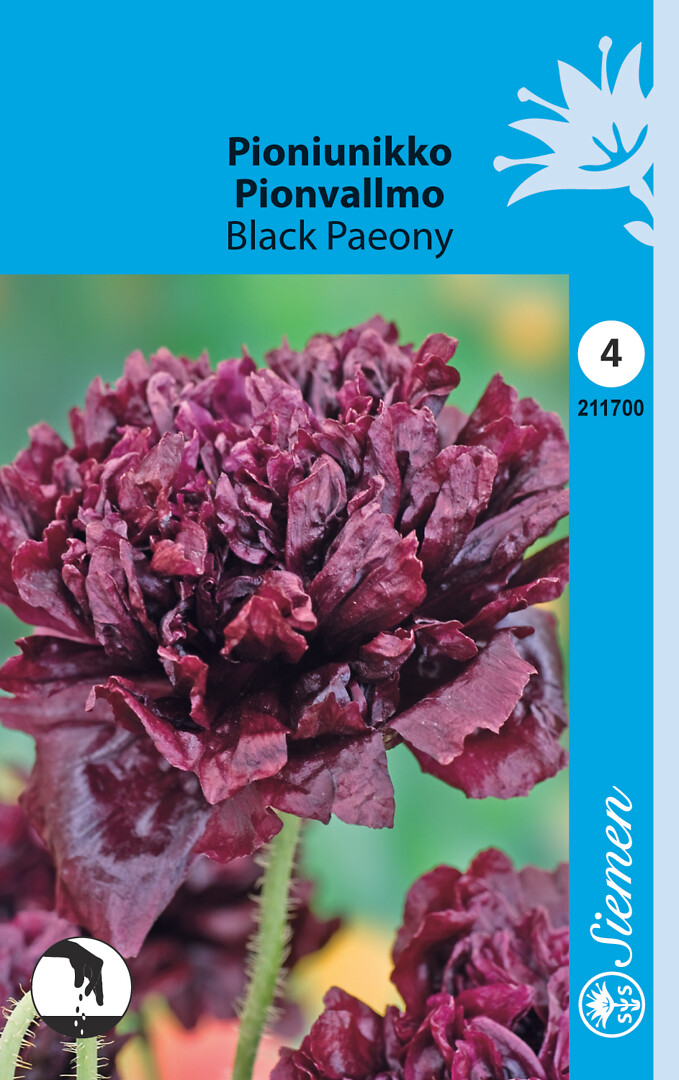 Pioniunikko Black Paeony
