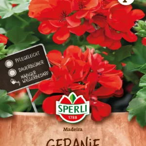 Pelargoni Madeira