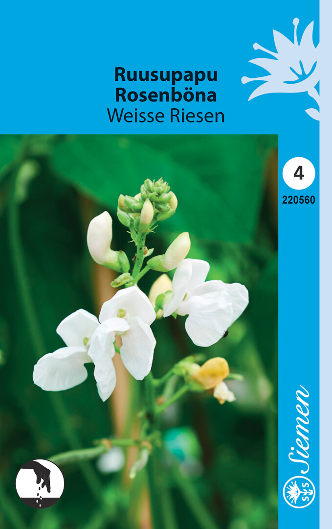Ruusupapu Weisse Riesen