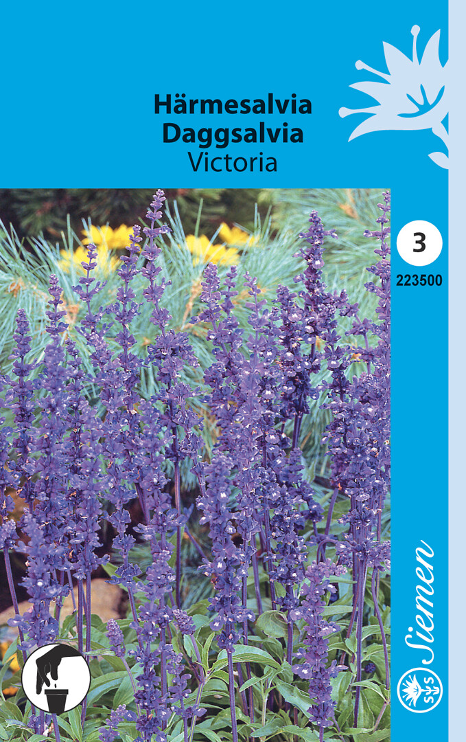 Härmesalvia Victoria