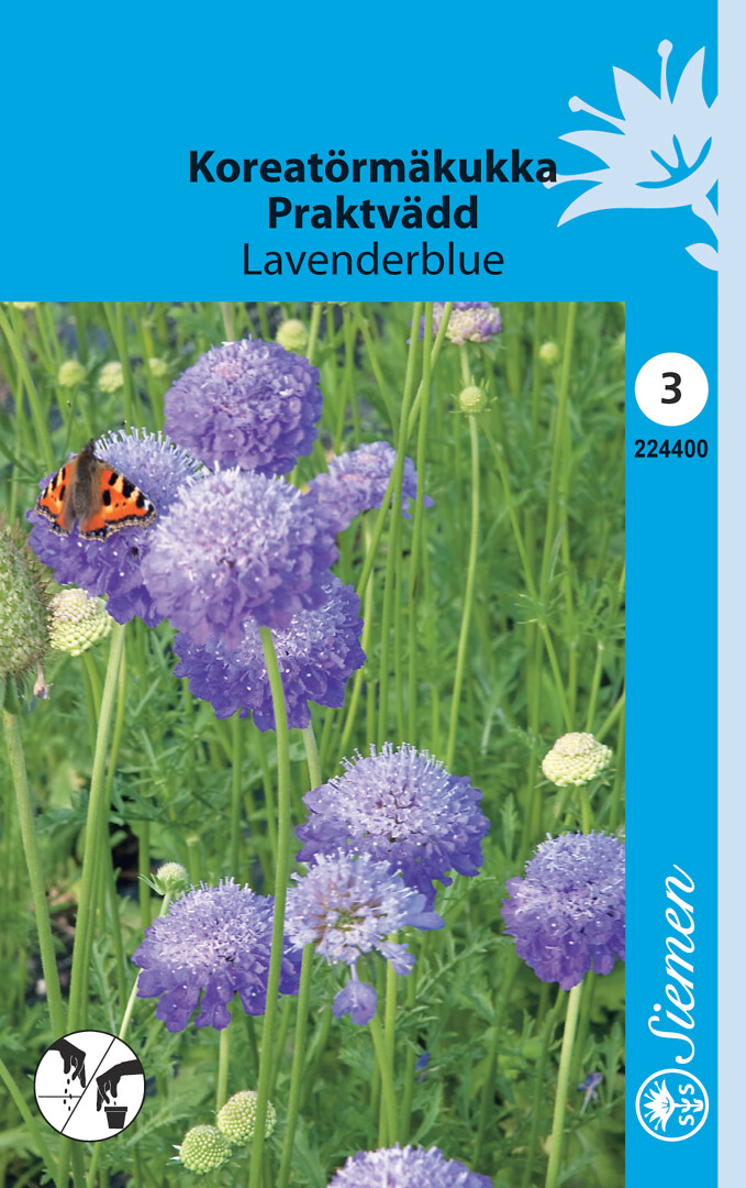 Koreatörmäkukka Lavenderblue