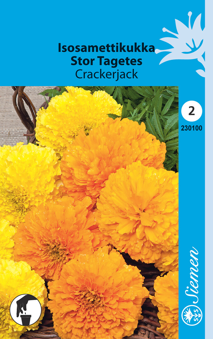 Isosamettikukka Crackerjack