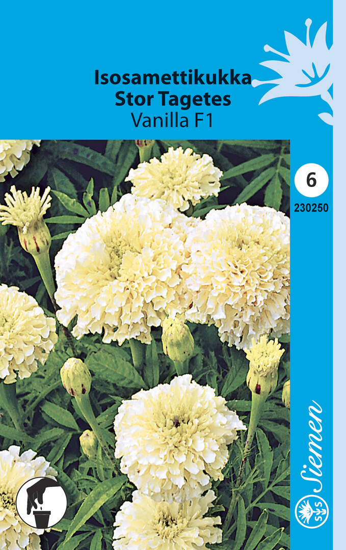 Isosamettikukka Vanilla F1