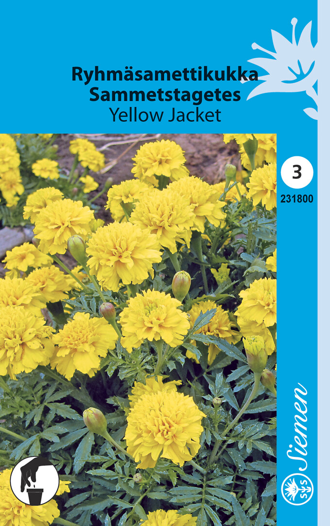 Ryhmäsamettikukka Yellow Jacket