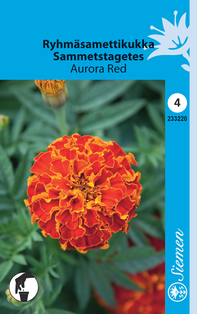 Ryhmäsamettikukka Aurora Red