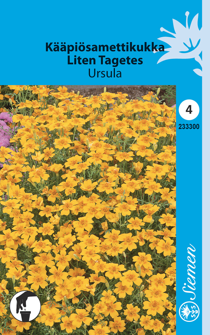 Kääpiösamettikukka Ursula
