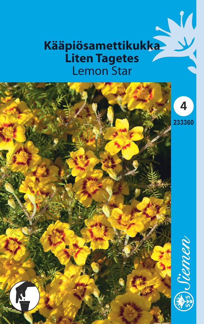 Kääpiösamettikukka Lemon Star